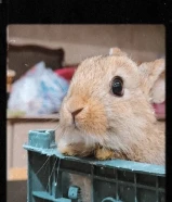 للبيع ارانب ألوانهم نادرة(الي يحب يشتري يراسلني فالدردشة)