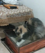 للتبني شيرازي ذكر وأنثى تقريبا بعمر 5 سنوات For adoption: Shiraz, male and female, approximately 5