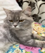 cat for sale