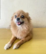 للبيع كلب صحي ونشيط ولعوب551524XX