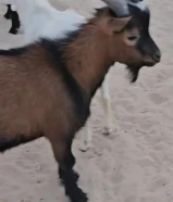 للبيع تيس جيكي