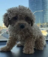 كلبه بودل بنت مناسبه مع الاطفال تحب اللعب عمرها 70 يوم