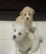 Puppies for sale Morkie/ 2.5 months