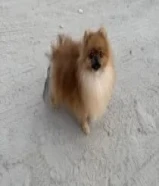 للبيع كلب بوميرينيان ذكر العمر 8 شهور