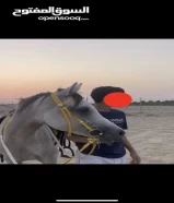 للبيع خيل مصري