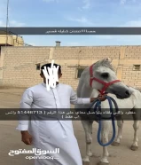 حصان مفقود في كبد