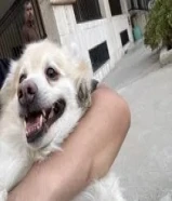 كلب للبيع عمره 4 سنين