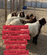 ذبايح طليان تيوس ومنادي