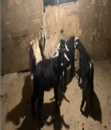 للبيع تيوس محليه