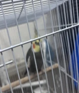 بغبغا للبيع كروان كوكتيل ذكر وانثي معا القفص والحديدة