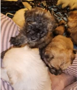 Poodle puppy for sale male and female