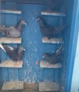 للبيع حمام لوت على المطيار