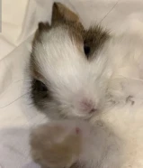 للبيع ارنب لعوب حيييل