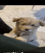 توي بودل نثيه عمرها شهرين ونص حالتها ممتازه جدا