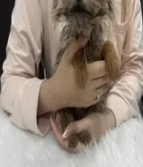 دينار3 month Old Yorkie Puppy