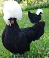 دجاجتين النوع بولش بولندي