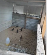 للبيع فروخ السنه لوت