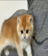 مطلوب تبني قط سكوتش ستريت تبني عمر 5-8