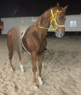 حصان انجليزي للبيع