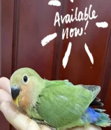 Lovebird and parrotlet chicks and bulbul bird