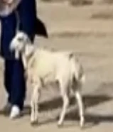 خروف ربوه للاطفال