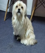 This puppy knows how to bathe and knows how to go to the bathroom when he needs to.