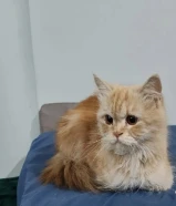 قطه شيرازيه للتبني العاجل