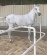 خيل عربي اصيل