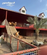 مزرعه للايجار اليومي for rent day farm