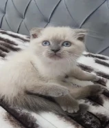 للبيع قط ذكر سكوتش فواد العمر 45 يوم