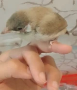 طيور عراقيه