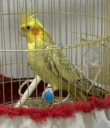 كروان للبيع