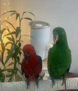 Eclectus birds male&female jumbo size 4 months old beautiful feather colors no fear friendly no bite