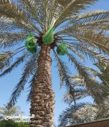 فني نخيل وقص جميع الاشجار قص التمر تكريب وتنظيف النخيل شلع الفرواخ وترتيب النخل وقص وترتيب الاشجار55468931