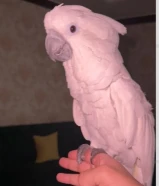 كوكاتو امبريلا