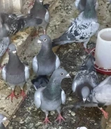 زاجل وبغدادى ولاحم منتجون