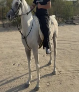 حصان للبيع مواليد 2020 بلدي مدرب