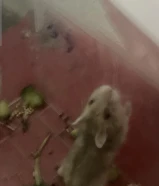 هامستر صغير أليف ونظيف للبيع