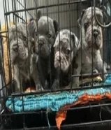 French bulldog puppies 2months