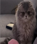 قطوتين بنت وولد