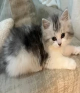 كيتن شيرازي