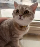 قطة بريتش مع كامل اغراضها