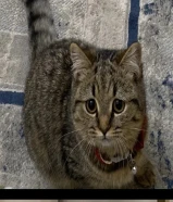 قطة للتبني عمرها 6 اشهر British Shorthair أبوها شيرازي والأم British Persian Mix :السلالة ----------