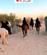 مدرسة لتدريب على الخيل + ربط ايواء