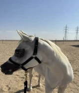 حصان مصري بيعه بلدي