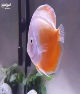 Discus Fish for Sale. للبيع