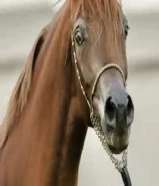 فرس مصريه بيور دم فااااخر لاقح للبيع منتجه بسعر جدا مغري وجميله تبارك الله