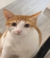 قط بلدي للتبني