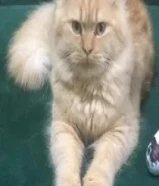 بريتش جولد ذكر للتبني