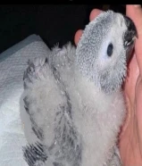 للبيع فروخ كاسكو